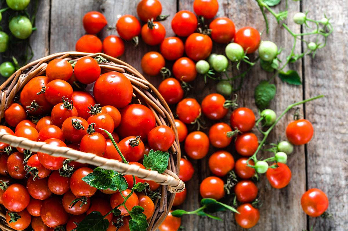 томат черри Вера F1